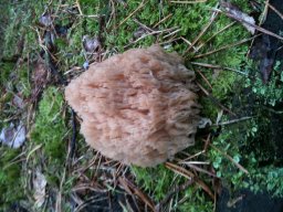 Waldpilze essbar &raquo; Waldpilze Essbar